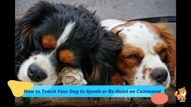 How to Teach Your Dog to Speak or Be Quiet on Command | V86 | Dogs | Dog | Cute Dogs | MR Dog смотреть онлайн