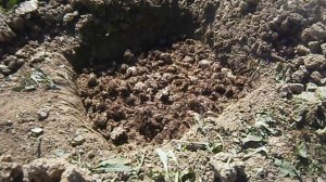 Берлога   для медведки