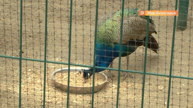 Обитатели белгородского зоопарка осенью смотреть онлайн