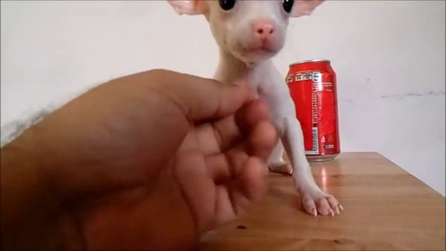 Chihuahua de Bolsillo Blanco en Venta смотреть онлайн