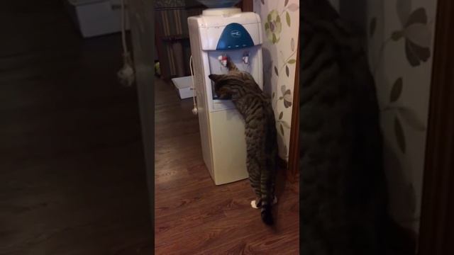Бонифаций на водопое смотреть онлайн