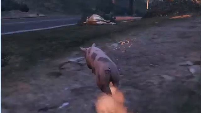 лофофоры №3!WTF!!??Я свинья!!!!!!!