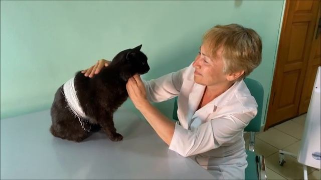 Сказка Кошка смотреть онлайн