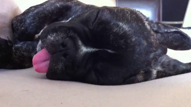 Песик спит, а язык болтается смотреть онлайн