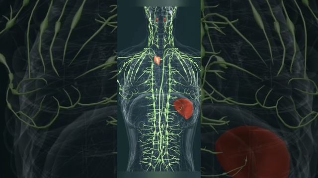 Lymphatic system 3D animation | lymph nodes | lymphatic fluid | lymph vessels | lymphatic drainage смотреть онлайн