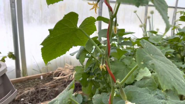 Power Outage and Amaryllis Watch. смотреть онлайн