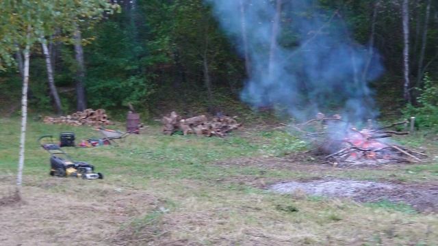 Горчица белая, как сидерат. смотреть онлайн