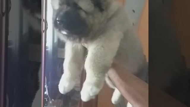 щенок кавказской овчарки доступны 2 кобеля 87029287555 смотреть онлайн