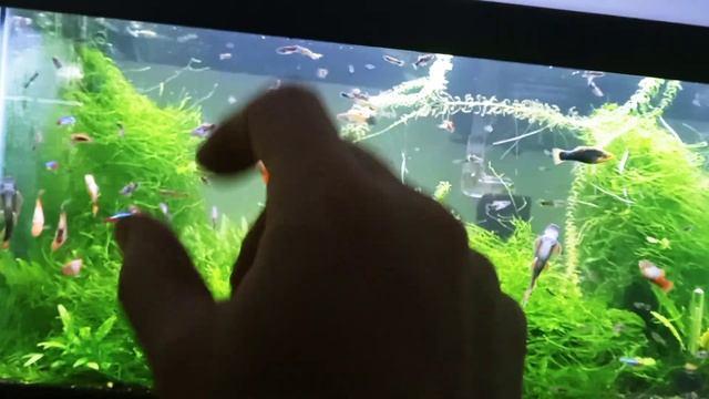 Java Moss Growth Explosion In 40 Gallon Planted Livebearer Community Tank смотреть онлайн