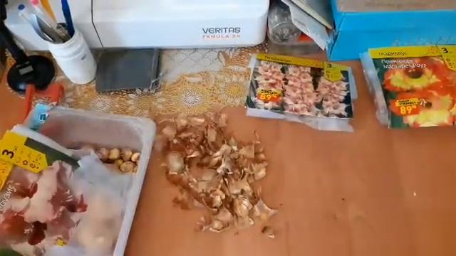 Достаю гладиолусы,очищаю,подготавливаю к посадке. смотреть онлайн
