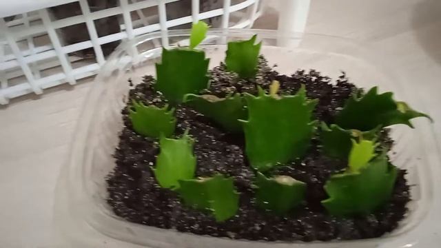 Полка на окно для рассады или комнатных цветов // простая и удобная #полкидлярассады#ютуб смотреть онлайн