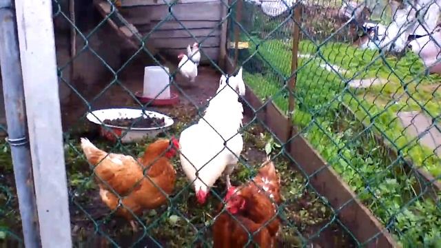 Как отличить курицу от петуха смотреть онлайн