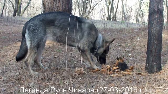 Легенда Русь Чинара - Расправа над пнем смотреть онлайн