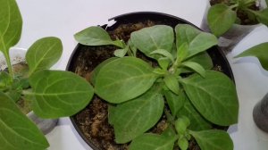 Особенности выращивания  петунии,_Полив и подкормка, _Прищипка