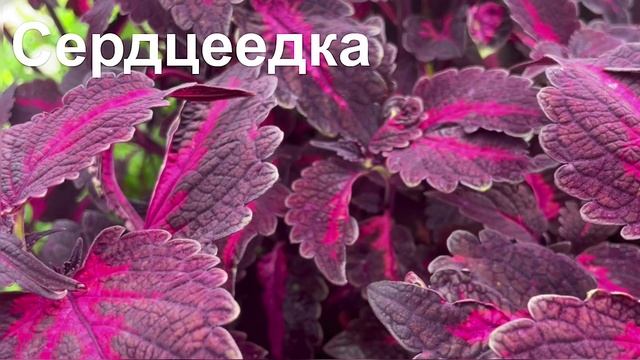 Колеусы вегетативные и из семян, в саду и дома 02-12-2023 смотреть онлайн