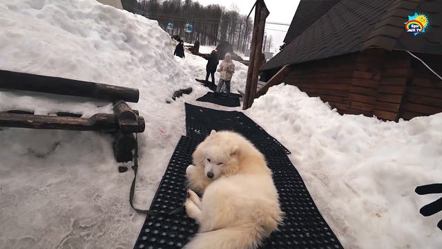 Егор и Хаски. Катание на собачьей упряжке в Сочи. Канатная дорога на Красной Поляне смотреть онлайн