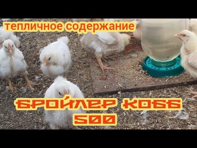 НАШИМ БРОЙЛЕРАМ 20 дней... смотреть онлайн