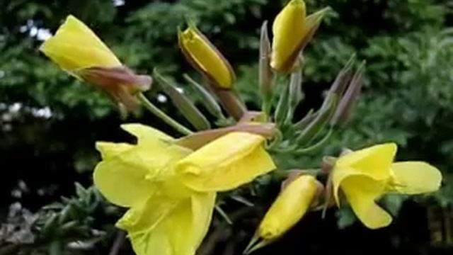 Eclosion magique de l'Onagre ! смотреть онлайн