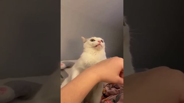 Странный кусь смотреть онлайн