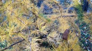 Лиственница содержит таксифолин (дигидрокверцетин). Польза и неожиданное применение лиственницы