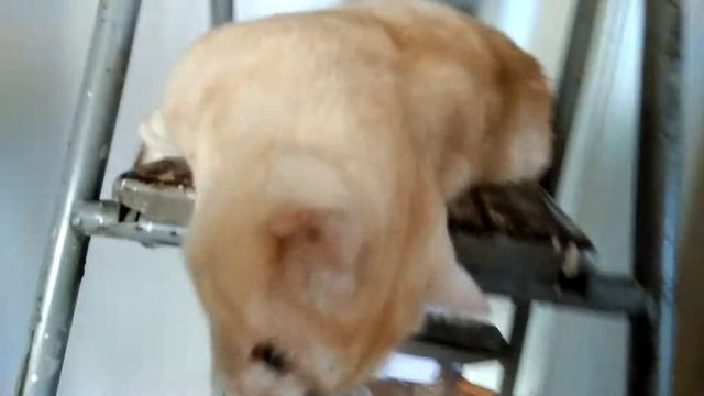 Рыжий Котик - Супергерой! смотреть онлайн