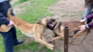 Драка собак | Дрессировка собак