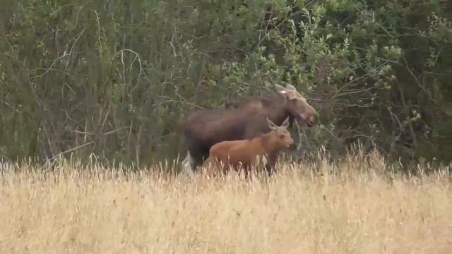 An moose and a calf cross a forest meadow смотреть онлайн