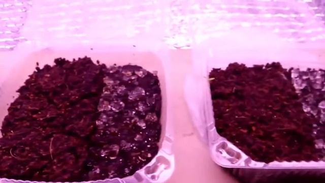 ? Результат эксперимента по посеву сельдерея. смотреть онлайн