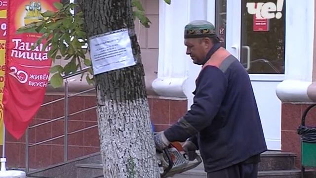 Вырубка сухих деревьев смотреть онлайн
