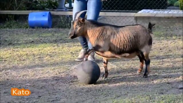 Козленок выполняет собачьи трюки смотреть онлайн
