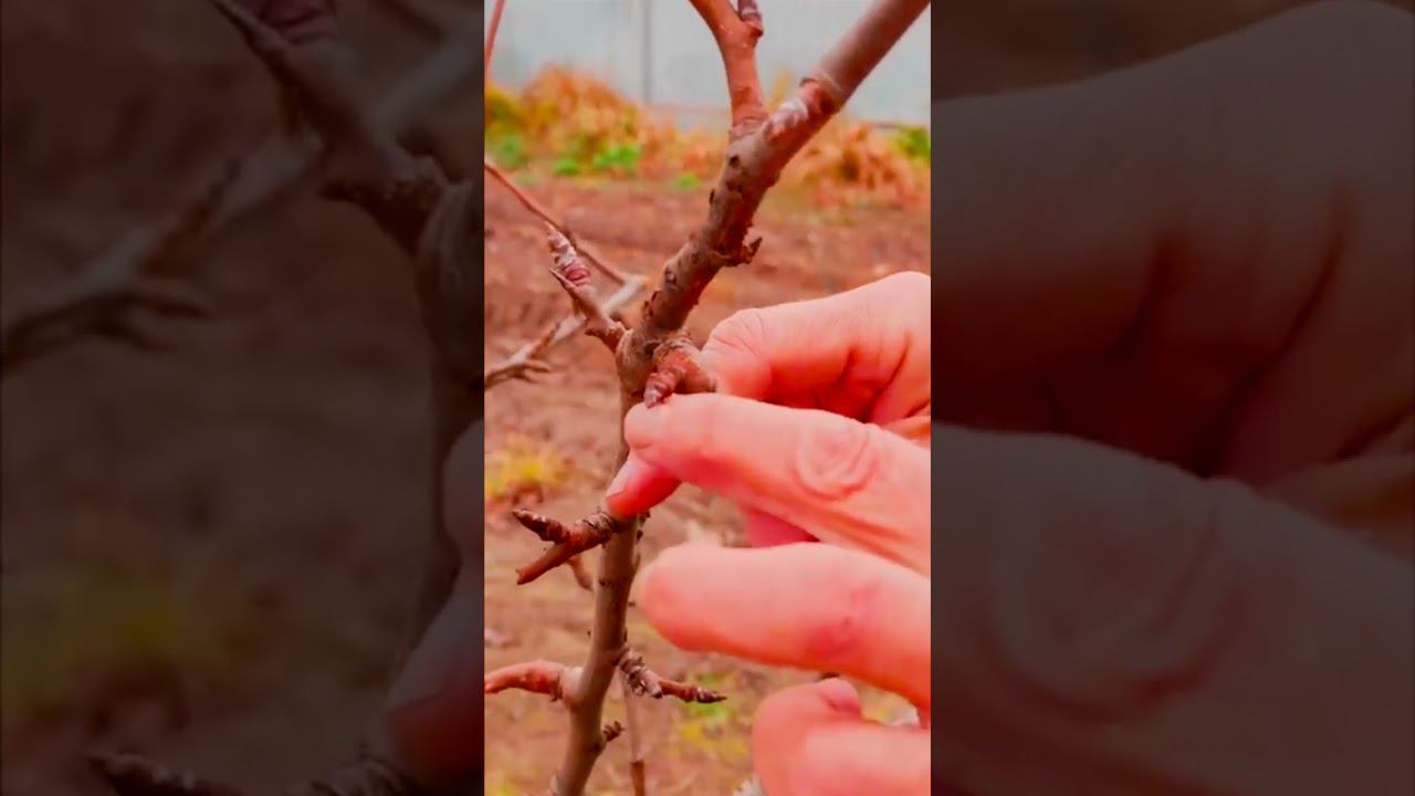 плодушка смотреть онлайн