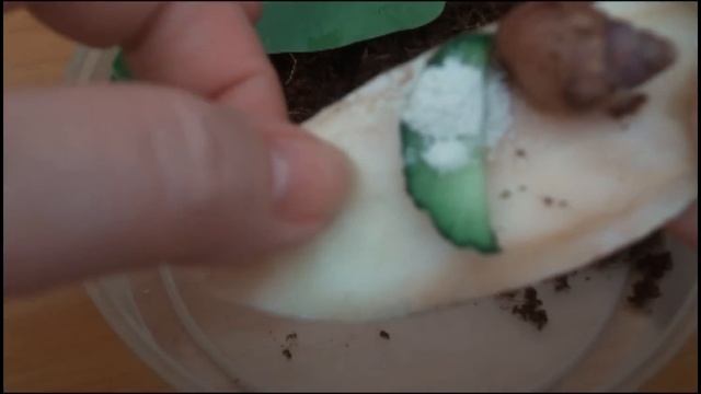 Улитка Додо 13 05 2016 Snail DODO смотреть онлайн