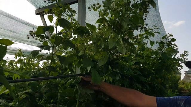 Рем сорт малины Атлант. Один из самых первых смотреть онлайн