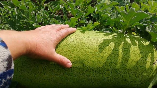 Подводим итоги о результатах по выращивании арбуза в западной Беларуси смотреть онлайн