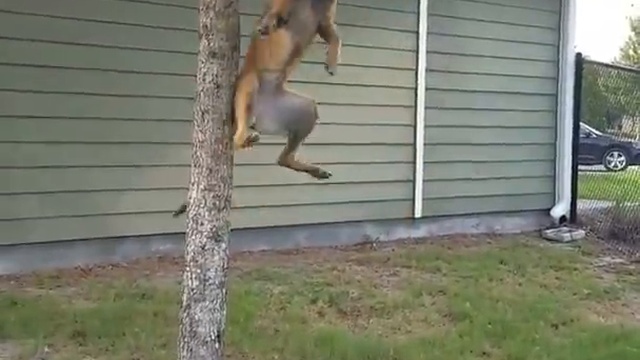 Собака на дереве смотреть онлайн