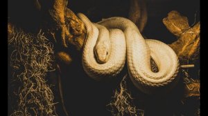 TUSHDA ILON TABIRI | TUSHDA ILONNI KO'RSA NIMA BO'LADI.?