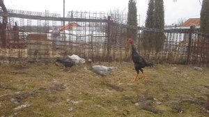 Бойцовые петухи