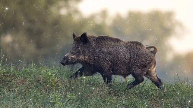 Boar Spirit Guide - Ask the Spirit Guides Oracle, Totem Animal, Power Animal, Magical Crafting смотреть онлайн
