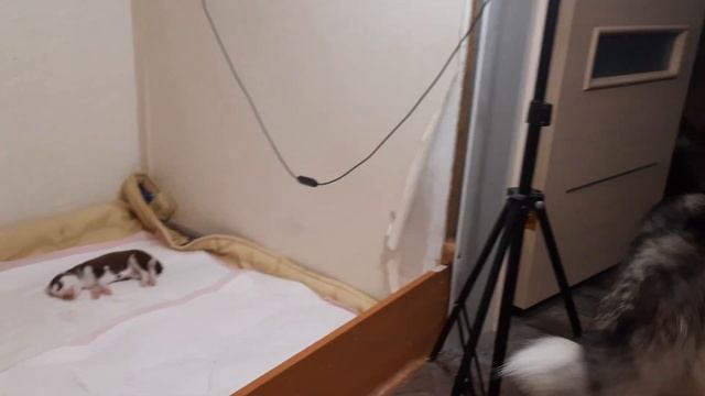 Щенки Хаски/ Как мы их Различаем/ Щенки Джесси и Байкала смотреть онлайн