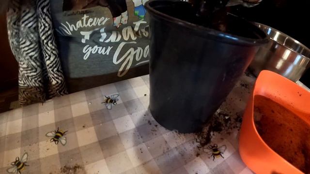 HOW TO PLANT A PEONY ROOT... смотреть онлайн