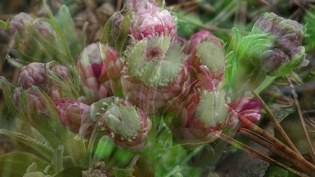 Кошачья лапка 600 лекарственных растений смотреть онлайн