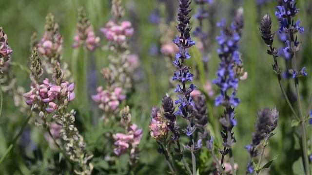 Steppensalbei (Salvia nemorosa) смотреть онлайн