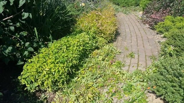 Стрижка бордюра из спиреи японской "Little Princesse". смотреть онлайн