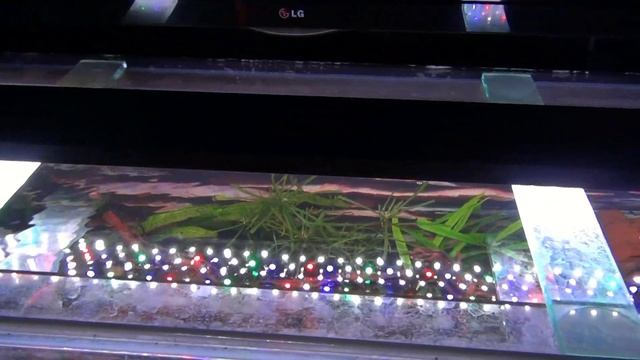 Наблюдение за аквариумными рыбками смотреть онлайн