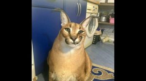 БОЛЬШАЯ ПОДБОРКА МЕМОВ СО ШЛЕПОЙ | 10 минут