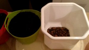 Пересадка Фикуса из магазина