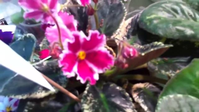 Коллекция Н. Паседько в Невском Доме Фиалки смотреть онлайн