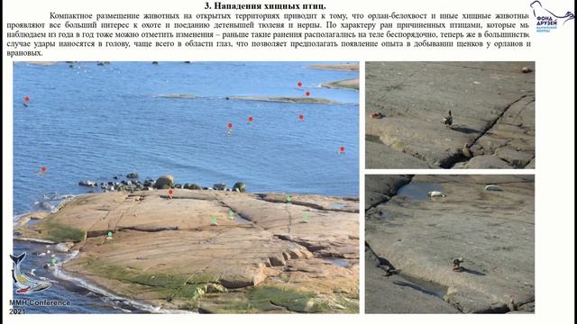 Алексеев Вячеслав "Особенности размножения тюленей на акваториях Финского зал. и Ладожского оз." смотреть онлайн