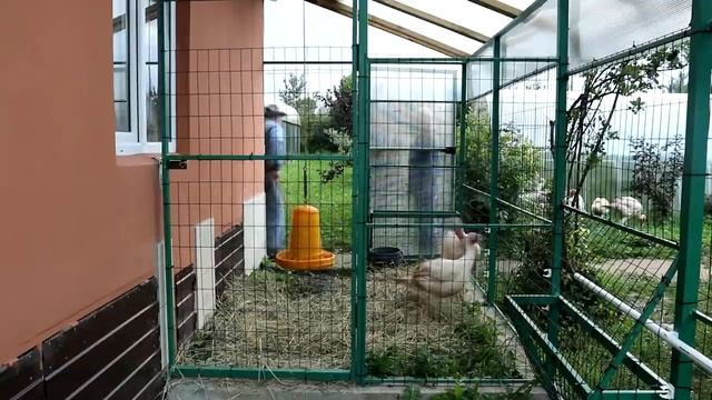 Выращивание бройлерных индюков. От инкубации до взвешивания тушки. Хайбрид Конвертер. смотреть онлайн