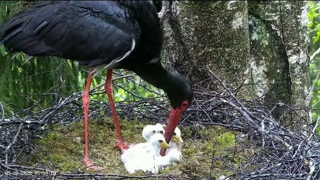 Must-toonekurg2 | Jan stand on baby leg during feeding | May 28, 22 | 5.56 смотреть онлайн